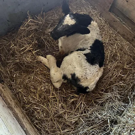 Branderhof Çiftlik konaklama Jochberg