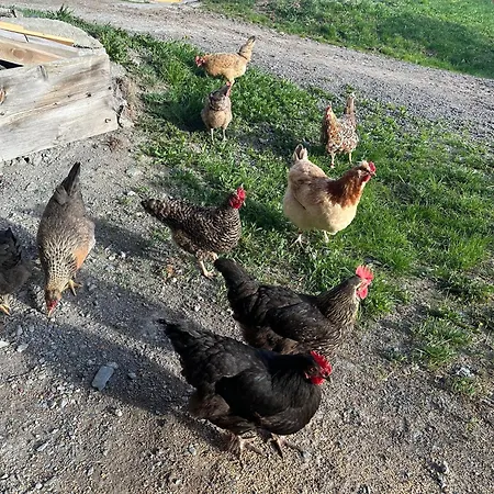 Κατάλυμα σε φάρμα Branderhof