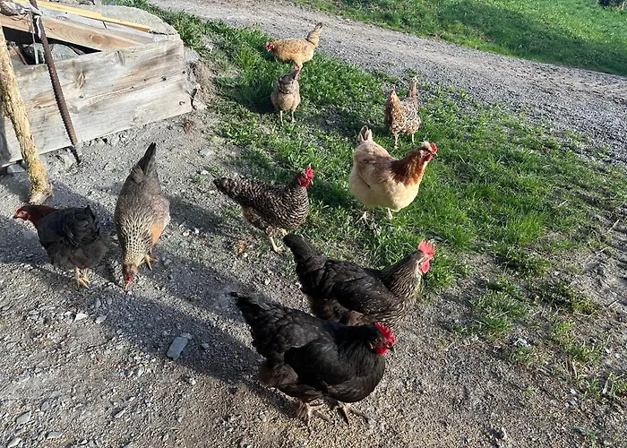 Bauernhof Branderhof